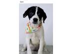 Adopt Demi/F/10/31/23/#5186 a Terrier