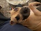 Adopt Samantha a American Staffordshire Terrier, Labrador Retriever