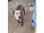 Adopt Hester. AVAILABLE a Pit Bull Terrier