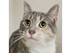 Adopt Blossom a Domestic Short Hair