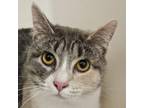 Adopt Petunia a Domestic Short Hair