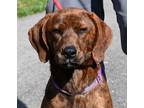 Adopt Gabby - REDUCED ADOPTION FEE a Plott Hound