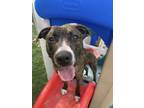 Adopt Izzy a Mixed Breed