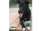 Adopt Mable a Pit Bull Terrier, Husky