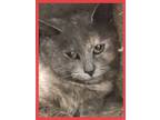 Adopt Norma Jean a Dilute Calico, Domestic Short Hair