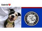 Adopt GABRIEL a Pit Bull Terrier