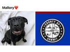 Adopt MALLORY a Labrador Retriever, Pit Bull Terrier