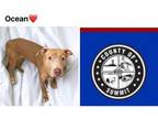 Adopt OCEAN a Pit Bull Terrier