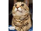 Adopt Honey a Domestic Short Hair