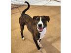 Adopt Jennifer a Pit Bull Terrier