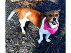 Adopt Lady a Beagle