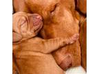 Vizsla boy nr 4