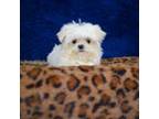 Maltese Puppy for sale in Donna, TX, USA