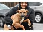 Adopt Aria a Mixed Breed