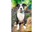 Adopt Birdie a Pit Bull Terrier, Mixed Breed