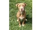 Adopt Babs a Pit Bull Terrier, Mixed Breed