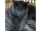 Adopt Angelina (Ithaca PetSmart) a Domestic Short Hair