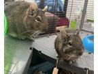 Adopt Laurenne (Lauren) a Degu