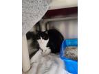 Adopt Cassie a Domestic Long Hair, Domestic Short Hair