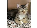 Adopt Princess $45 Available at PetSmart Seneca a Abyssinian