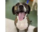 Adopt Tootsie Roll a Boxer