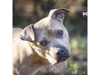 Adopt Petunia a Pit Bull Terrier