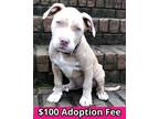 Adopt Kristine a American Staffordshire Terrier, Mixed Breed