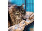 Adopt Kenya a Domestic Long Hair