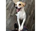 Adopt Emma a Jack Russell Terrier