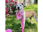 Adopt Topaz a Pit Bull Terrier