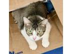 Adopt Sound of Mewsic a Domestic Short Hair