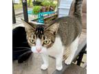 Adopt Sound of Mewsic a Domestic Short Hair