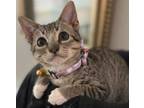 Adopt Baby Yoda a Tabby, Domestic Short Hair