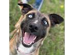 Adopt Pepper a Black Mouth Cur, Mixed Breed