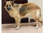 Adopt Shiloh a Shepherd, Husky