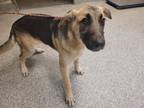 Adopt ADELINE a German Shepherd Dog