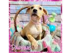 Adopt Daphne a Mixed Breed