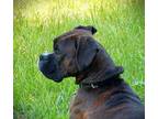 Adopt Ruby III a Boxer