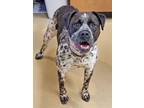 Adopt ANTOINETTE a German Shorthaired Pointer, American Staffordshire Terrier