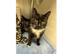 Adopt Umi a Domestic Short Hair