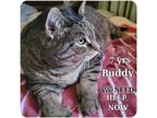 Adopt Bella and Buddy a Tabby