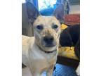 Adopt Beanie a Australian Cattle Dog / Blue Heeler