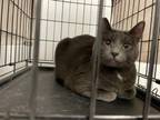 Adopt BARN CAT LEXI a Domestic Short Hair