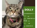 Adopt Dolly a Domestic Short Hair