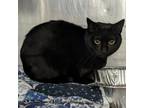 Adopt Brenna a Domestic Short Hair