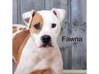 Adopt Paisley Ann (Fawna) a Pit Bull Terrier