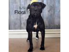 Adopt Ally(Flora) a Pit Bull Terrier