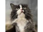 Adopt Maddie a Domestic Long Hair