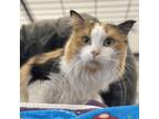 Adopt Molly a Domestic Long Hair