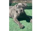 Adopt Kalianna-ADOPT Me! a Cane Corso